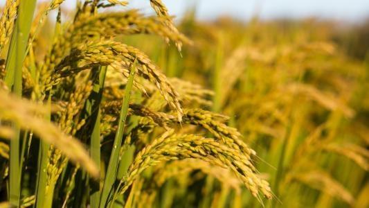 ��ҳ| 9001cc��ɳ�����Գ�Ϊ������