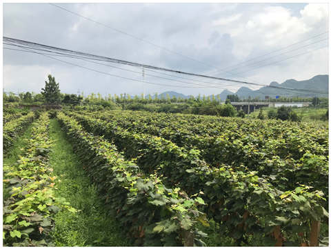 ��ҳ| 9001cc��ɳ�����Գ�Ϊ������